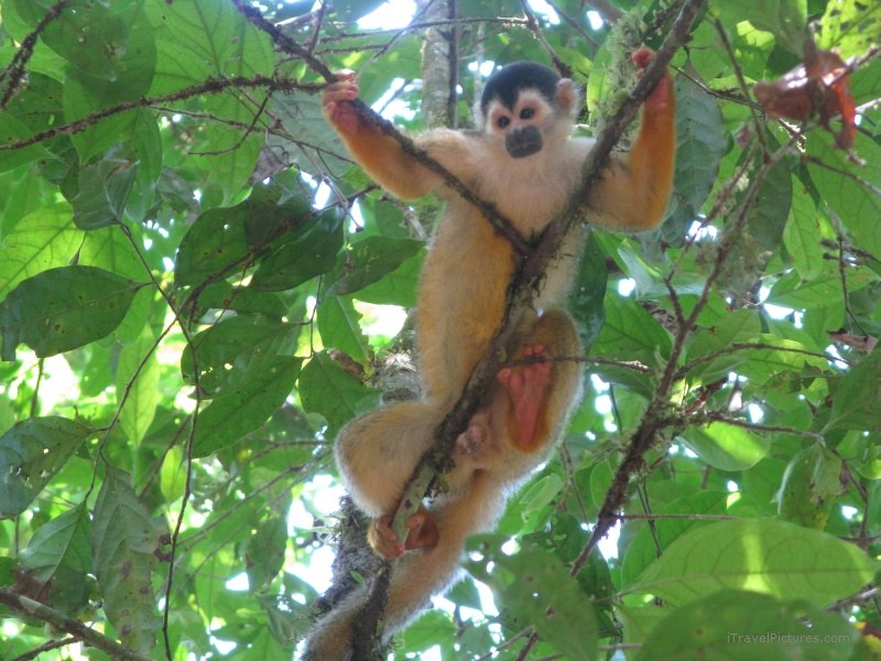 Sirena monkey